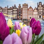 Amsterdam, la città dei tulipani [Photo by Catalina Fedorova on Unsplash]