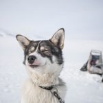 In slitta con i cani husky [Photo by James Padolsey on Unsplash]