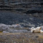 Orso polare [Photo by Mathieu Ramus on Unsplash]