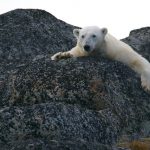 Orso polare [Photo by Andy Brunner on Unsplash]
