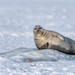 Foca [Photo by Thomas Lipke on Unsplash]