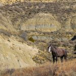 Theodore Roosevelt National Park