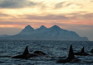 Isole Lofoten.jpg