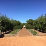 Babylonstoren a Paarl