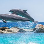 Delfini [Foto di Michelle Raponi da Pixabay]