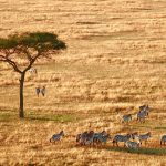Zebre