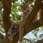 Leopardo