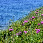 Natura in fiore sull'isola di Losinj