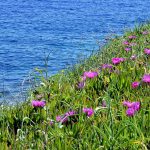 Natura in fiore sull'isola di Losinj