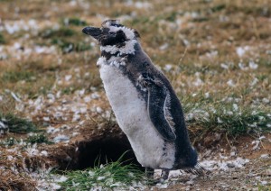 Punta Arenas (volo) Santiago Del Cile.jpg