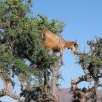 Capra arrampicata su un albero