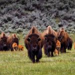 Yellowstone National Park