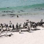 Colonia di pinguini di Boulders Beach