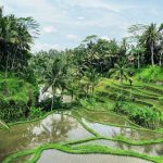 Terrazze di riso a Ubud [Photo by Max Kukurudziak on Unsplash]