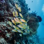 Gili reef [Photo by Uber Scuba Gili on Unsplash]