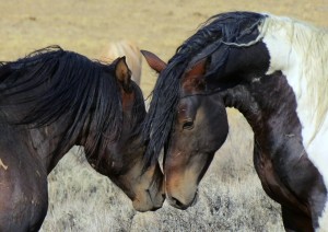 Cheyenne - Custer (490 Km).jpg