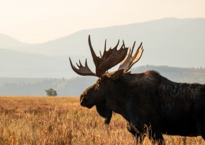 Rocky Mountain Np - Denver (150 Km).jpg