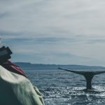 Avvistamento delle balene [Foto di Davide Cantelli su Unsplash]