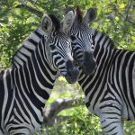 Zebre in Sudafrica [Foto di Anne-Virginie Le Bihan da Pixabay]