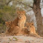 Leonesse al parco Kruger [Foto di Diego Morales su Unsplash]
