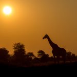 Kruger National Park [Foto di Vincent van Zalinge su Unsplash]