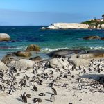 Boulders beach [Foto di Bernd M. Schell su Unsplash]