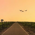 Winelands [Foto di Werner Du plessis su Unsplash]