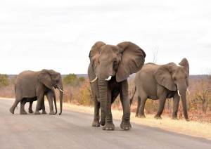 Kruger National Park.jpg