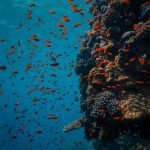 Barriera corallina nel Mar Rosso