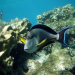 Immersione alla barriera corallina