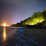 Fenomeno della bioluminescenza alle Maldive