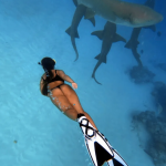 Snorkeling tra gli squali