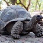 Tartaruga gigante di Aldabra [foto di William Mgobela da Pixabay]