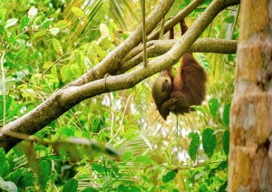 Puerto Viejo De Talamanca - Parco Nazionale Di Cahuita - Puerto Viejo De Talamanca.jpg