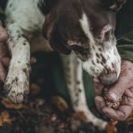 Cane da tartufo [Foto di Andrea Cairone su Unsplash]