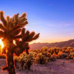 Deserto del Mojave [Foto di Mehz K su Unsplash]
