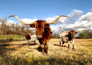 Oklahoma City - Amarillo (425 Km).jpg