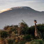 Kilimanjaro