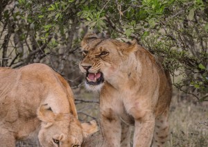 Masai Mara.jpg