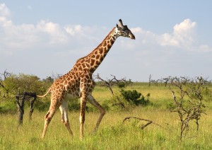 Nairobi - Masai Mara (265 Km).jpg