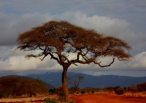 Arrivo A Nairobi.jpg