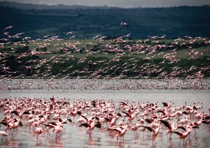 Parco Amboseli.jpg