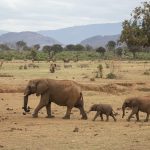 Elefanti nello Tsavo National Park [Foto di Craig Stevenson su Unsplash]