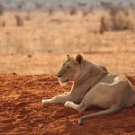 Leone nel parco Tsavo Est [Foto di Rico Lotze da Pixabay]