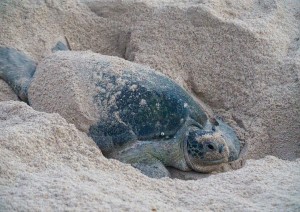 (22/11/2023) Il Mare E Le Tartarughe Marine.jpg