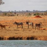 Fotosafari nel parco Tsavo Est [Foto di Rico Lotze da Pixabay]