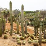 Giardino di cactus a Maiorca