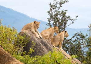 Safari A Tsavo East In Jeep 4x4.jpg