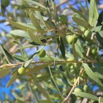 Pianta di olive