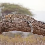 Leopardo [Foto di ejakob da Pixabay]